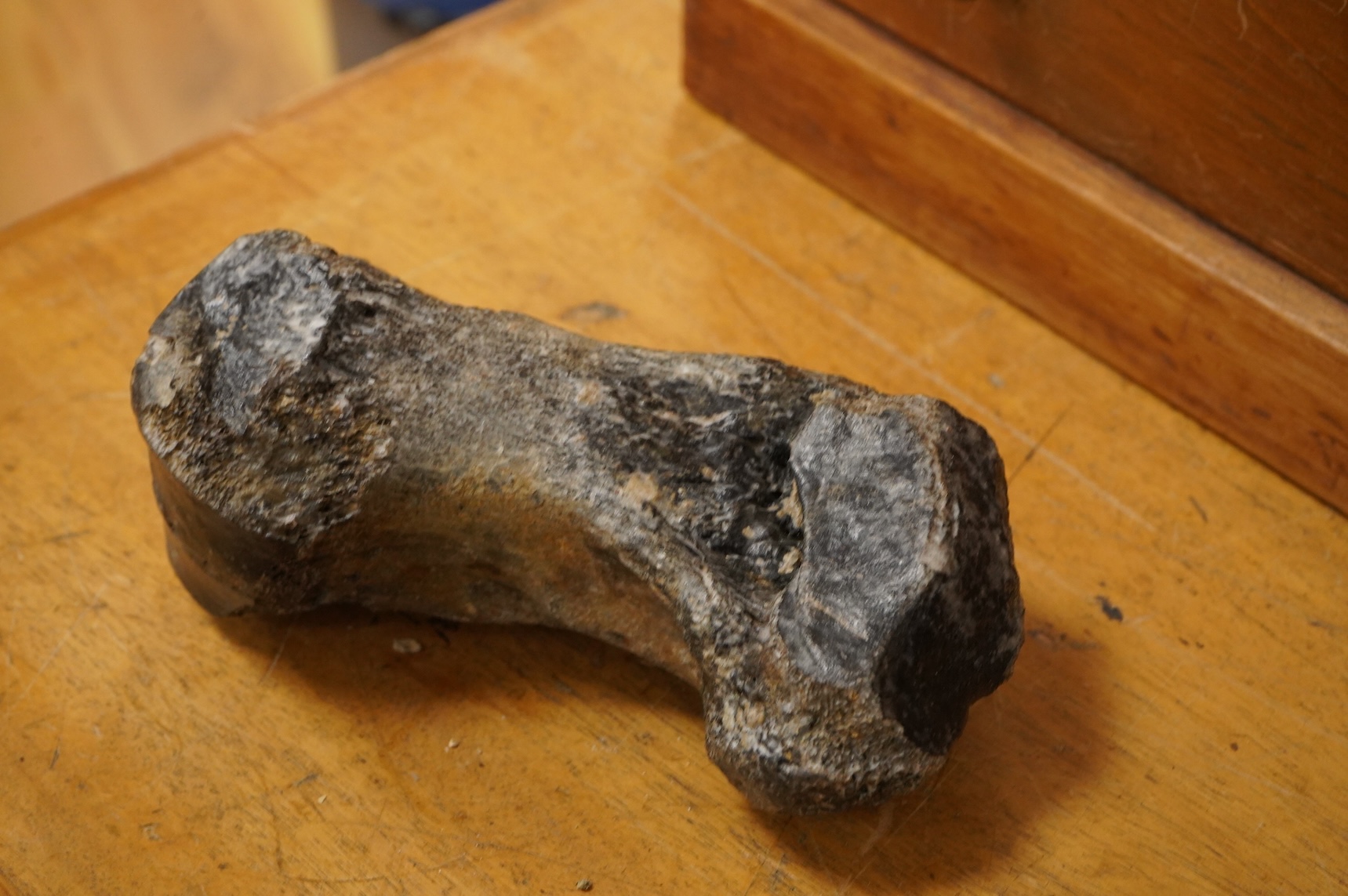 A selection of Natural History specimens to include a mammoth tooth, mammoth tusk fragments, mammoth toe bone, Megalodon tooth and a fish fossil in matrix, contained within an ebonised display cabinet